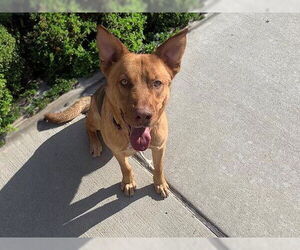 German Shepherd Dog-Unknown Mix Dogs for adoption in Tulsa, OK, USA