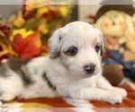 Puppy Ozzy Miniature Australian Shepherd