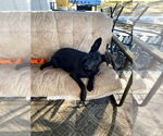 Small #7 Shepradors