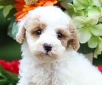 Image preview for Ad Listing. Nickname: Snowball