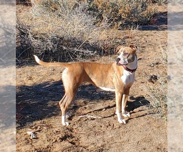 Medium Photo #11 American Pit Bull Terrier-Unknown Mix Puppy For Sale in Incline Village, NV, USA