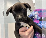 Small #3 Labrador Retriever Mix