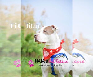 Titan - Male American Bulldog-Unknown Mix Dog for Adoption - Photo #3