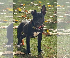 American Pit Bull Terrier-Unknown Mix Dogs for adoption in Germantown, OH, USA