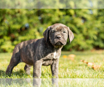 Small Photo #10 Cane Corso Puppy For Sale in MENTONE, IN, USA