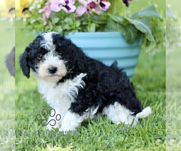 Medium Photo #3 Cavapoo (Miniature) Puppy For Sale in QUARRYVILLE, PA, USA