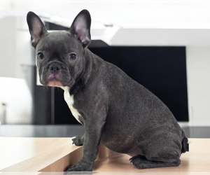 French Bulldog Puppy for sale in ORLANDO, FL, USA