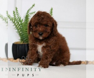Goldendoodle (Miniature) Puppy for sale in LANCASTER, PA, USA