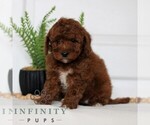Small Goldendoodle (Miniature)