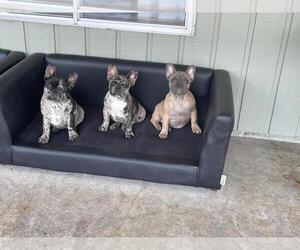 French Bulldog Puppy for sale in LAKEWOOD, WA, USA