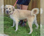 Small #1 Collie-Great Pyrenees Mix