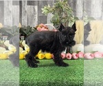 Small Schnauzer (Miniature)