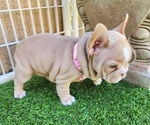 Small #18 French Bulldog