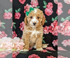 Goldendoodle (Miniature) Puppy for sale in KIRKWOOD, PA, USA