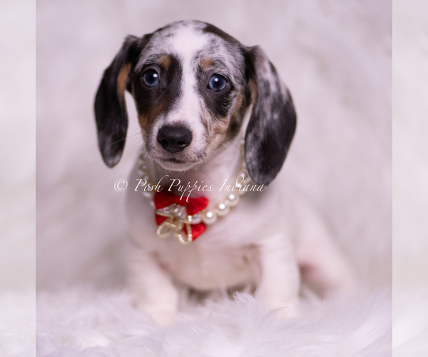 Medium Photo #89 Dachshund Puppy For Sale in WARSAW, IN, USA