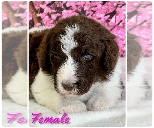 Medium Photo #2 Labradoodle Puppy For Sale in BURNS, TN, USA