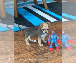ShiChi Puppy for sale in CISCO, TX, USA