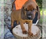 Small #1 Redbone Coonhound