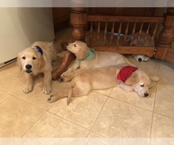 Medium Photo #39 Golden Retriever Puppy For Sale in WEBSTER CITY, IA, USA