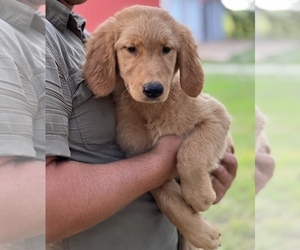 Golden Retriever Puppy for Sale in SEYMOUR, Missouri USA