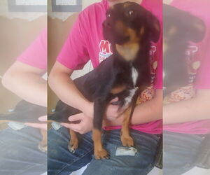 Doxie-Pin Dogs for adoption in Amarillo, TX, USA