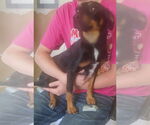 Small Doxie-Pin
