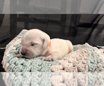 Small Photo #12 English Cream Golden Retriever Puppy For Sale in PINEHURST, TX, USA