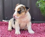 Small Photo #33 Augi Puppy For Sale in MEADOWS OF DAN, VA, USA