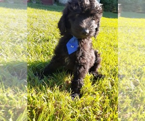 Goldendoodle Puppy for sale in STURGIS, MI, USA