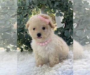 Poodle (Miniature) Puppy for sale in MIAMI, FL, USA