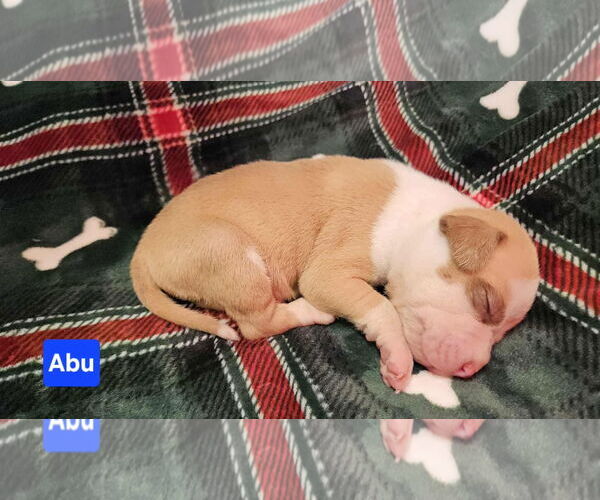 Medium Photo #2 American Pit Bull Terrier-Unknown Mix Puppy For Sale in Duluth, MN, USA