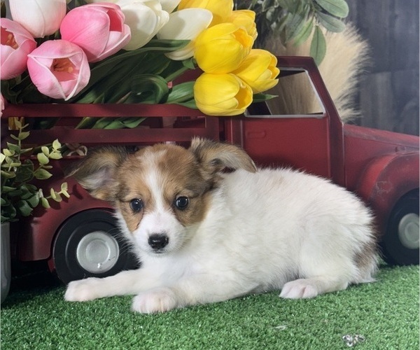 Medium Photo #4 Papillon Puppy For Sale in CANOGA, NY, USA