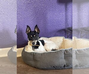 Jack-Rat Terrier Dogs for adoption in Fishers, IN, USA