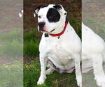 Small #5 American Pit Bull Terrier Mix