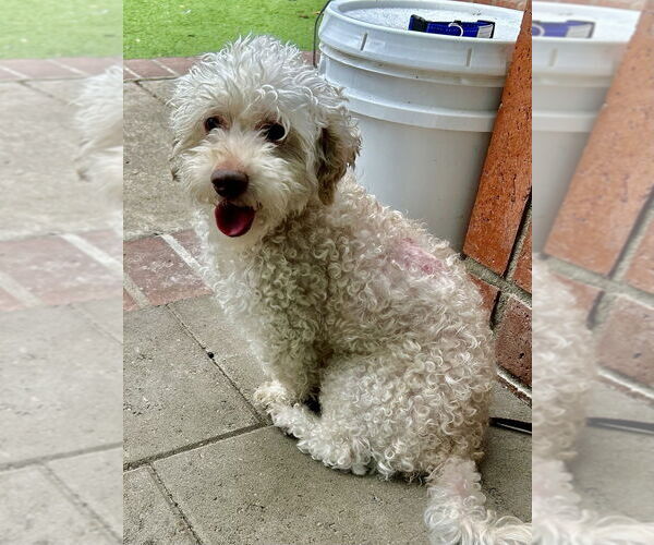 Medium Photo #2 Poochon Puppy For Sale in San Diego , CA, USA