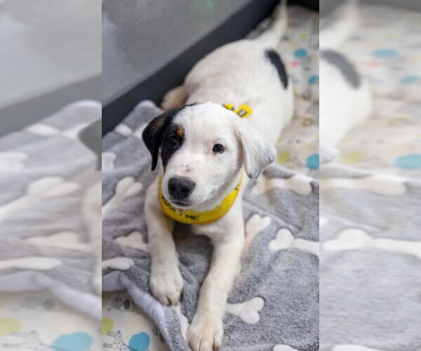 Medium Photo #3 Australian Shepherd-Jack Russell Terrier Mix Puppy For Sale in Milner, GA, USA