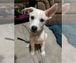 Small #5 Mutt