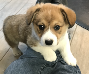 Pembroke Welsh Corgi Puppy for sale in CHINA SPRING, TX, USA