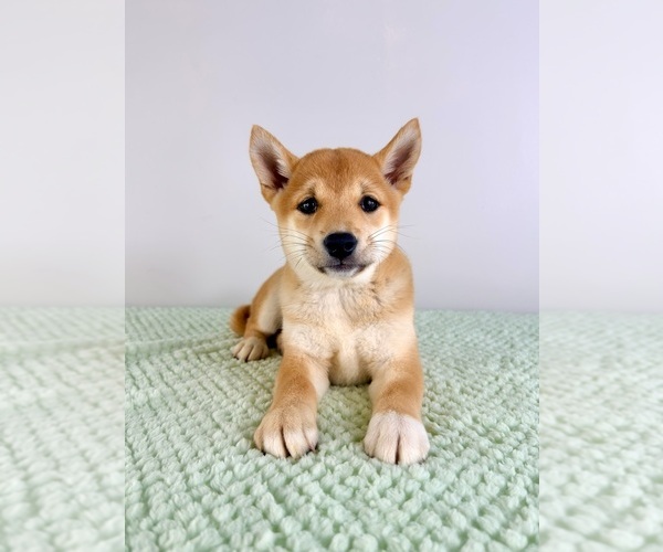 Medium Photo #2 Shiba Inu Puppy For Sale in GREENFIELD, IN, USA