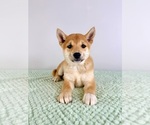 Small #1 Shiba Inu