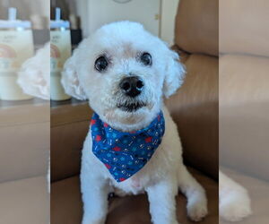 Bichon Frise Dogs for adoption in bloomington, IL, USA