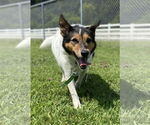Small #4 Collie Mix