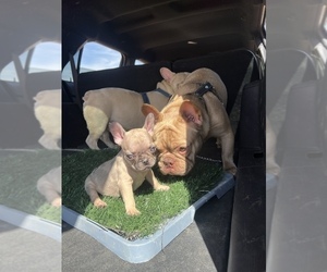 French Bulldog Puppy for sale in SAN FRANCISCO, CA, USA