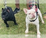 Small Photo #1 French Bulldog Puppy For Sale in SPRING HILL, FL, USA