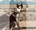 Small Siberian Husky