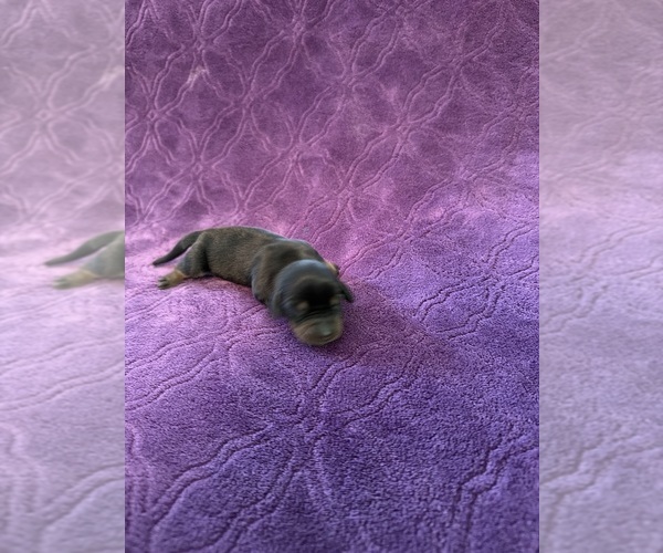 Medium Photo #17 Dachshund Puppy For Sale in BLMGTN, IN, USA