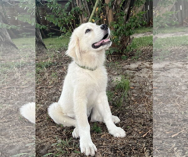 Medium Photo #15 Great Pyrenees Puppy For Sale in Spring, TX, USA