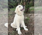 Small #14 Great Pyrenees