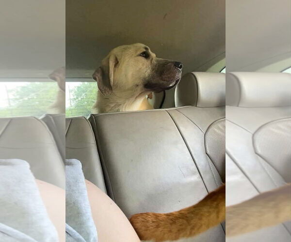 Medium Photo #2 Golden Labrador Puppy For Sale in Hinton, WV, USA