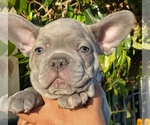 Small Photo #1 French Bulldog Puppy For Sale in APPLE VALLEY, CA, USA